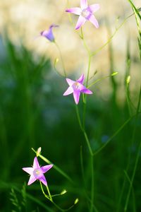 Close-up of pink flowering plant