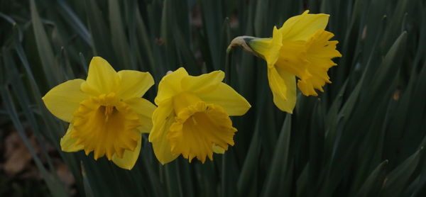 Close-up of yellow flowers