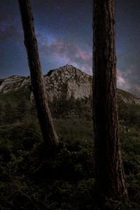 Trees in forest