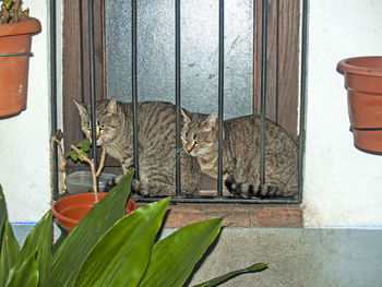 Cat by plants