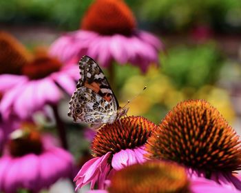 Close-up of butterfly pollinating on pink flower