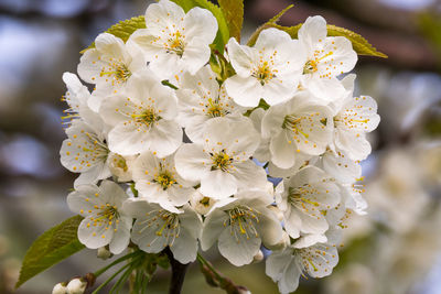 Close-up of white cherry blossoms