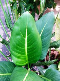 Close-up of a plant