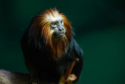 Adult golden lion tamarin monkey gets a close up while perched on a tree limb in the forest