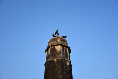 Low angle view of a bird
