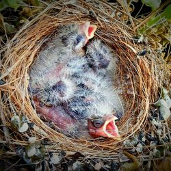 High angle view of bird in nest