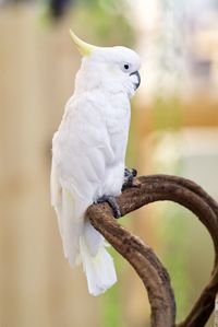 Cockatoo perching on stem