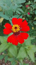 Close-up of red flower blooming in park