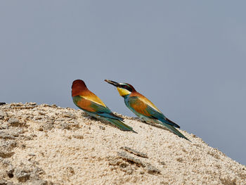 Bird perching on rock against clear sky