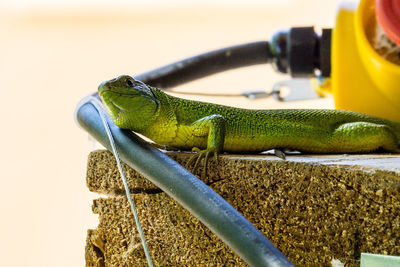 Close-up of iguana