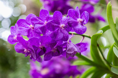 Close-up of purple flowering plant