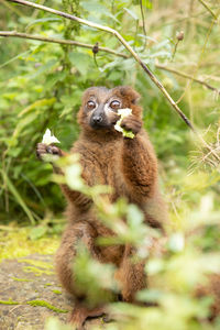 Portrait of squirrel on land