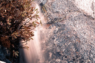 High angle view of trees on rocks