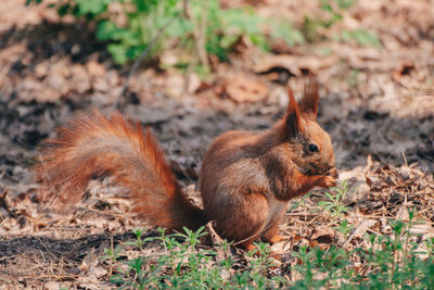 Squirrel on a field