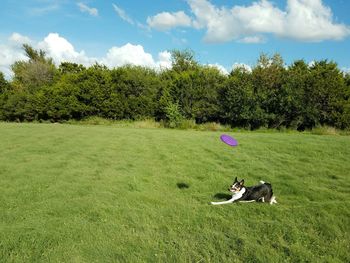 People relaxing on grassy field