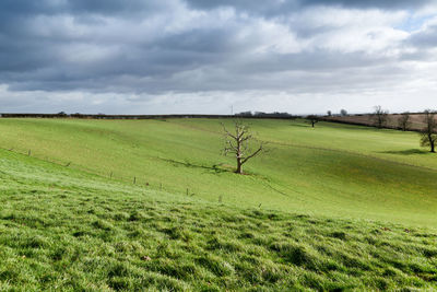 Scenic view of farm against sky