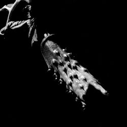 Close-up of lamp over black background