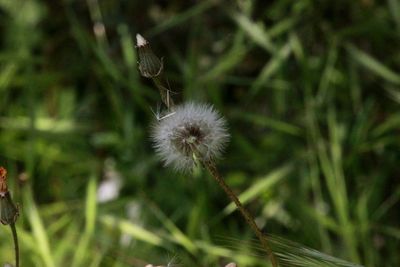 Close-up of dandelion against blurred background