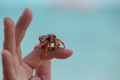 Close-up of hand holding crab