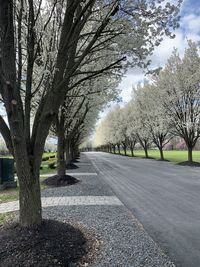 Empty road along trees and plants in city