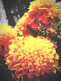 Close-up of orange flower