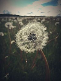 Close-up of dandelion