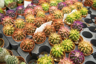 High angle view of potted plants