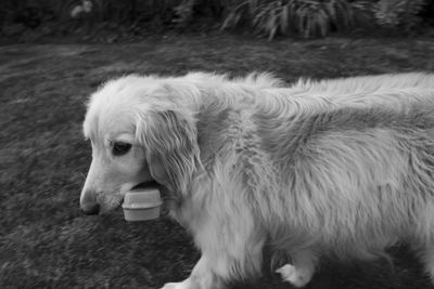 Close-up of dog in water