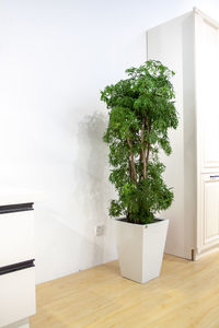 Neutral tones modern interior and big houseplant, minimal concept