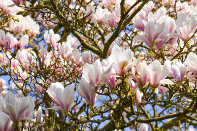 Close-up of magnolia tree