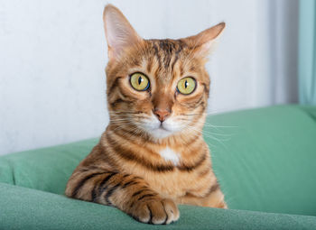 Bengal cat sits on a green sofa in the room, leaning on his elbow