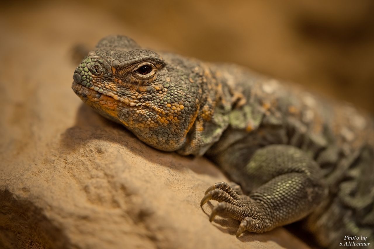 CLOSE-UP OF LIZARD ON WHITE BACKGROUND