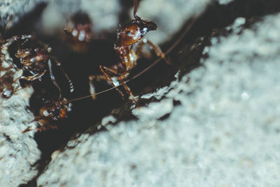 Close-up of spider