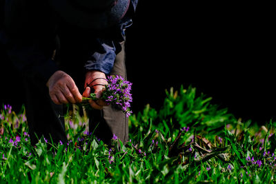 Midsection of an old woman picking purple flowers.