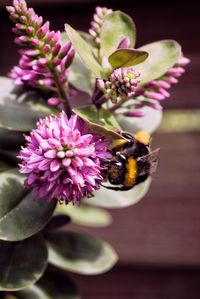 Close-up of bee pollinating on purple flower