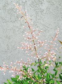 Close-up of flowers