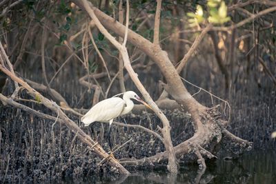 Bird perching on bare tree