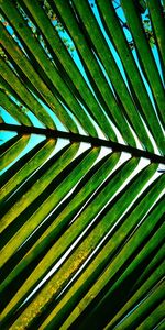 Full frame shot of palm leaves