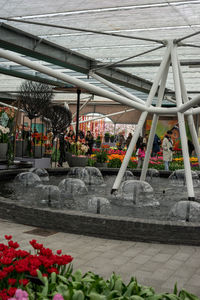 Potted plants in greenhouse