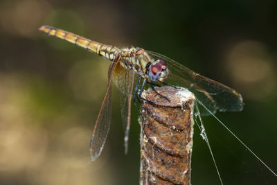 Close-up of dragonfly on twig