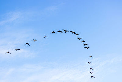 Low angle view of flock birds flying against sky