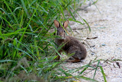 A little rabbit