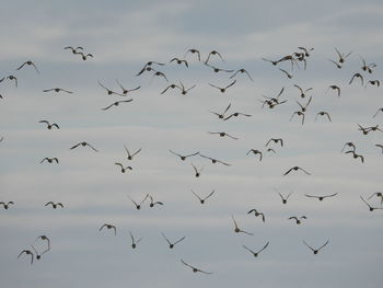 Low angle view of birds flying in sky