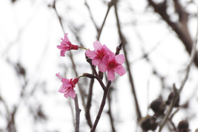 Close-up of pink cherry blossoms