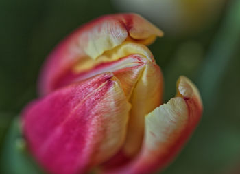 Close-up of red tulip flower bud