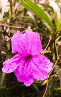 Close-up of pink hibiscus blooming outdoors