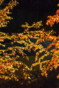 Close-up of flowering plants by lake during autumn