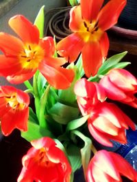 Close-up of orange flowers