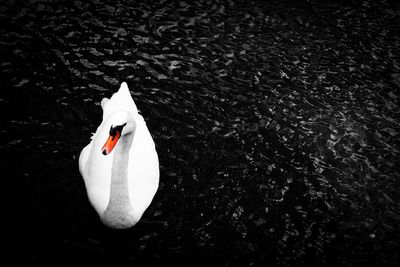 High angle view of swan in lake