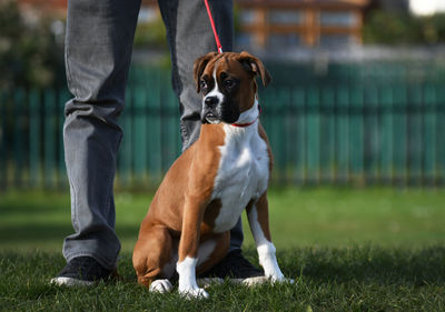 Low section of dog with dogs on grass